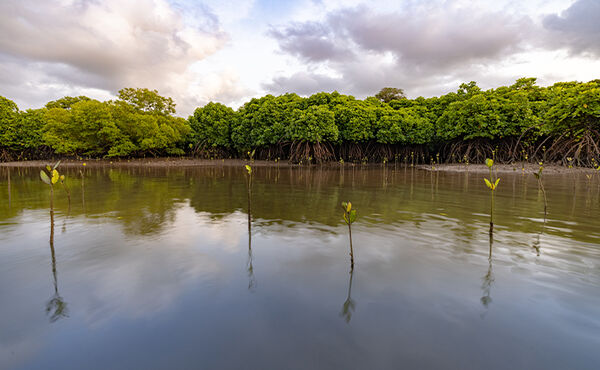 Young mangrove trees sprouting in calm coastal waters, supporting biodiversity and strengthening climate resilience.